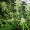 купить семена конопли White Widow x Great White Shark feminised купить семена конопли White Widow x Great White Shark feminised