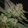 автоцветущие семена конопли Auto Super Bud feminised Green House Seeds автоцветущие семена конопли Auto Super Bud feminised Green House Seeds