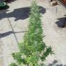 Auto Durban Poison feminised Dutch Passion Seeds Auto Durban Poison feminised Dutch Passion Seeds