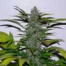 семена сортовой конопли Morning Glory feminised Barneys Farm семена сортовой конопли Morning Glory feminised Barneys Farm