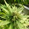 семена конопли интернет магазин Morning Glory feminised Barneys Farm семена конопли интернет магазин Morning Glory feminised Barneys Farm