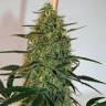 семена конопли феминизированные Morning Glory feminised Barneys Farm семена конопли феминизированные Morning Glory feminised Barneys Farm