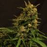 мощные семена конопли Auto Russian feminised Exotic Seed мощные семена конопли Auto Russian feminised Exotic Seed