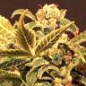 семена конопли автоцвет Auto Russian feminised Exotic Seed семена конопли автоцвет Auto Russian feminised Exotic Seed