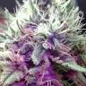 семена конопли Россия White Castle regular Nirvana Seeds семена конопли Россия White Castle regular Nirvana Seeds