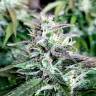 семена конопли курьером Auto Shark feminised Pyramid Seeds семена конопли курьером Auto Shark feminised Pyramid Seeds