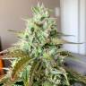 семена конопли для выращивания Auto Shark feminised Pyramid Seeds семена конопли для выращивания Auto Shark feminised Pyramid Seeds