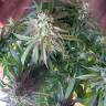 семена конопли марихуаны Auto Shark feminised Pyramid Seeds семена конопли марихуаны Auto Shark feminised Pyramid Seeds