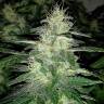 где можно заказать семена конопли Auto Royal Dwarf feminised Royal Queen где можно заказать семена конопли Auto Royal Dwarf feminised Royal Queen