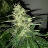 конопля семена сорта заказать Auto Royal Dwarf feminised Royal Queen конопля семена сорта заказать Auto Royal Dwarf feminised Royal Queen