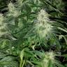 семена конопли курьером Auto Royal Dwarf feminised Royal Queen семена конопли курьером Auto Royal Dwarf feminised Royal Queen