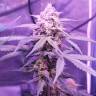 заказать качественные семена конопли Auto Killer Kush feminised Sweet Seeds заказать качественные семена конопли Auto Killer Kush feminised Sweet Seeds