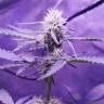 заказать на сайте семена конопли Auto Killer Kush feminised Sweet Seeds заказать на сайте семена конопли Auto Killer Kush feminised Sweet Seeds