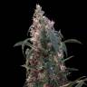 хорошие семена конопли White Berry feminised VIP Seeds хорошие семена конопли White Berry feminised VIP Seeds