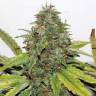 заказать качественные семена конопли New York Diesel feminised заказать качественные семена конопли New York Diesel feminised