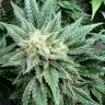 гибриды конопли White Widow x Bubble Gum feminised гибриды конопли White Widow x Bubble Gum feminised