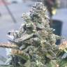 семена конопли феминизированные Auto King’s Kush feminised Green House Seeds семена конопли феминизированные Auto King’s Kush feminised Green House Seeds