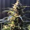 качественные семена конопли Auto King’s Kush feminised Green House Seeds качественные семена конопли Auto King’s Kush feminised Green House Seeds