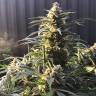 семена сортовой конопли Auto King’s Kush feminised Green House Seeds семена сортовой конопли Auto King’s Kush feminised Green House Seeds