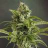 Auto Euforia feminised Dutch Passion Seeds Auto Euforia feminised Dutch Passion Seeds