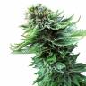 Haze x Northern Lights feminised RuSeeds