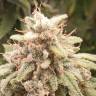 купить семена конопли Orange Sherbert feminised Barneys Farm купить семена конопли Orange Sherbert feminised Barneys Farm