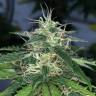 семена конопли аутдор Auto Super Hash feminised Pyramid Seeds семена конопли аутдор Auto Super Hash feminised Pyramid Seeds