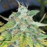 семена конопли в интернете Auto Super Hash feminised Pyramid Seeds семена конопли в интернете Auto Super Hash feminised Pyramid Seeds