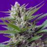 конопля семена сорта заказать Auto Speed Devil feminised Sweet Seeds конопля семена сорта заказать Auto Speed Devil feminised Sweet Seeds
