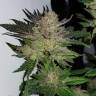 Семена марихуаны Auto Critical Plus feminised Ganja Seeds Семена марихуаны Auto Critical Plus feminised Ganja Seeds