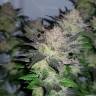 Качественные семена марихуаны Auto Critical Plus feminised Ganja Seeds Качественные семена марихуаны Auto Critical Plus feminised Ganja Seeds