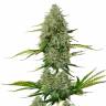 Семена марихуаны Auto Royal Critical feminised Ganja Seeds купить Семена марихуаны Auto Royal Critical feminised Ganja Seeds купить