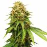 Семена марихуаны Auto Royal Critical feminised Ganja Seeds недорого Семена марихуаны Auto Royal Critical feminised Ganja Seeds недорого