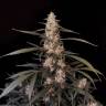 Auto Haze feminised Ganja Seeds Auto Haze feminised Ganja Seeds