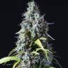 Auto Haze feminised Ganja Seeds Auto Haze feminised Ganja Seeds