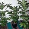 Black Domina feminised Ganja Seeds Black Domina feminised Ganja Seeds