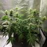 Black Domina feminised Ganja Seeds Black Domina feminised Ganja Seeds