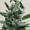 Auto Moscow feminised Ganja Seeds Auto Moscow feminised Ganja Seeds