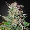 семена конопли недорого Auto Super Lemon Haze feminised Green House Seeds семена конопли недорого Auto Super Lemon Haze feminised Green House Seeds