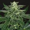 качественные семена конопли Auto Triple A feminised Exotic Seed качественные семена конопли Auto Triple A feminised Exotic Seed