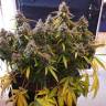 семена сортовой конопли Auto Blue Dream feminised Humboldt Seeds семена сортовой конопли Auto Blue Dream feminised Humboldt Seeds