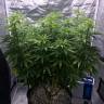 семена конопли феминизированные Auto Blue Dream feminised Humboldt Seeds семена конопли феминизированные Auto Blue Dream feminised Humboldt Seeds