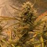 семена индийской конопли Auto Super OG Kush feminised Pyramid Seeds семена индийской конопли Auto Super OG Kush feminised Pyramid Seeds