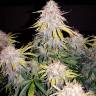 заказать качественные семена конопли Auto Royal Jack feminised Royal Queen заказать качественные семена конопли Auto Royal Jack feminised Royal Queen