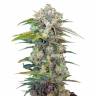 Семена марихуаны Cream Mandarine feminised Ganja Seeds Семена марихуаны Cream Mandarine feminised Ganja Seeds