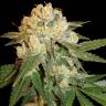 Cream Mandarine feminised Ganja Seeds Fast Version Cream Mandarine feminised Ganja Seeds Fast Version