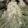 Семена конопли Bad Azz Kush feminised GanjaLiveSeeds Семена конопли Bad Azz Kush feminised GanjaLiveSeeds