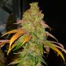 Bad Azz Kush feminised GanjaLiveSeeds купить Bad Azz Kush feminised GanjaLiveSeeds купить