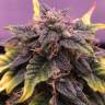 Auto Northern Blue feminised Ganja Seeds Auto Northern Blue feminised Ganja Seeds