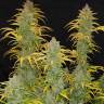 Auto Northern Blue feminised Ganja Seeds Auto Northern Blue feminised Ganja Seeds